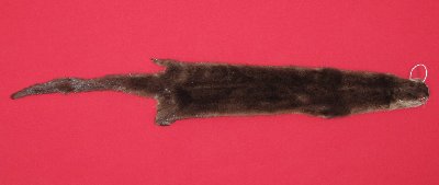 Picture of this lot Tanned Otter Hides, Pelts, Skins