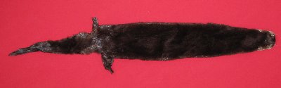 Picture of this lot Tanned Otter Hides, Pelts, Skins