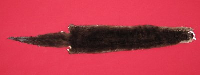 Picture of this lot Tanned Otter Hides, Pelts, Skins