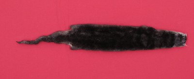 Picture of this lot Tanned Otter Hides, Pelts, Skins