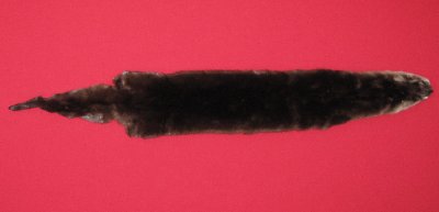 Picture of this lot Tanned Otter Hides, Pelts, Skins
