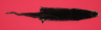 Picture of this lot Tanned Otter Hides, Pelts, Skins