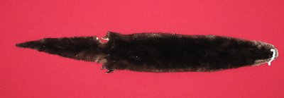 Picture of this lot Tanned Otter Hides, Pelts, Skins