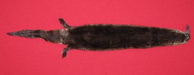 Picture of this lot Tanned Otter Hides, Pelts, Skins