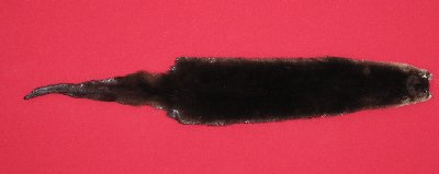 Picture of this lot Tanned Otter Hides, Pelts, Skins