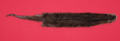 Picture of this lot Tanned Otter Hides, Pelts, Skins