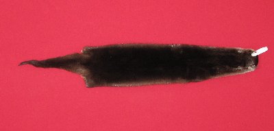 Picture of this lot Tanned Otter Hides, Pelts, Skins
