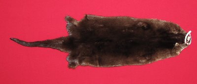 Picture of this lot Tanned Otter Hides, Pelts, Skins