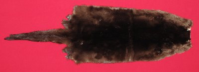 Picture of this lot Tanned Otter Hides, Pelts, Skins