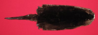 Picture of this lot Tanned Otter Hides, Pelts, Skins