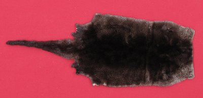 Picture of this lot Tanned Otter Hides, Pelts, Skins