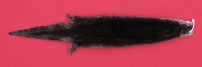Picture of this lot Tanned Otter Hides, Pelts, Skins