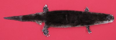 Picture of this lot Tanned Otter Hides, Pelts, Skins