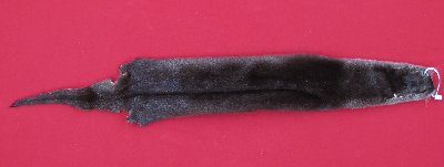 Picture of this lot Tanned Otter Hides, Pelts, Skins