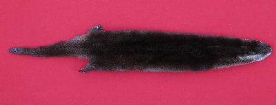 Picture of this lot Tanned Otter Hides, Pelts, Skins