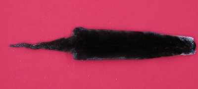 Picture of this lot Tanned Otter Hides, Pelts, Skins