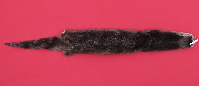 Picture of this lot Tanned Otter Hides, Pelts, Skins