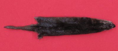 Picture of this lot Tanned Otter Hides, Pelts, Skins