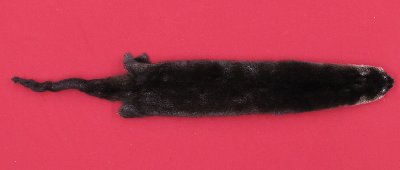Picture of this lot Tanned Otter Hides, Pelts, Skins