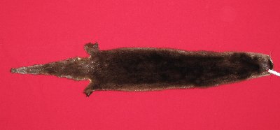 Picture of this lot Tanned Otter Hides, Pelts, Skins