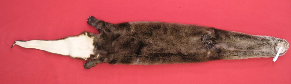 Tanned Furs : OTTER - TAXIDERMY QUALITY (7206-0085) : hideandfur.com