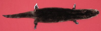 Picture of this lot Tanned Taxidermy Otter Hides, Pelts, Skins