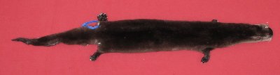 Picture of this lot Tanned Taxidermy Otter Hides, Pelts, Skins