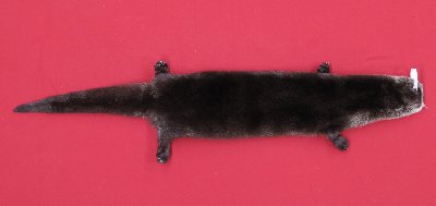 Picture of this lot Tanned Taxidermy Otter Hides, Pelts, Skins