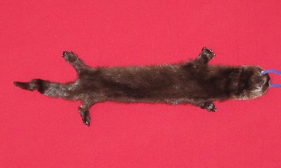 Picture of this lot Tanned Taxidermy Otter Hides, Pelts, Skins