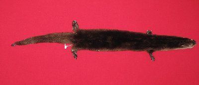 Picture of this lot Tanned Taxidermy Otter Hides, Pelts, Skins