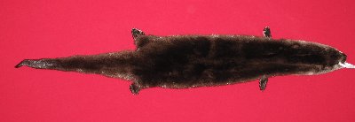 Picture of this lot Tanned Taxidermy Otter Hides, Pelts, Skins