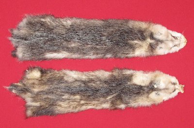 Picture of this lot Tanned Opossum Hides, Furs, Pelts, Skins