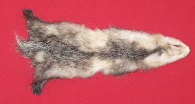 Picture of this lot Tanned Opossum Hides, Furs, Pelts, Skins