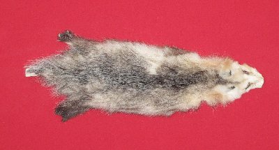 Picture of this lot Tanned Opossum Hides, Furs, Pelts, Skins