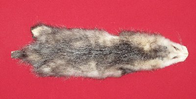 Picture of this lot Tanned Opossum Hides, Furs, Pelts, Skins