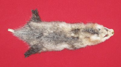 Picture of this lot Tanned Opossum Hides, Furs, Pelts, Skins