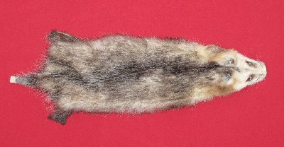 Picture of this lot Tanned Opossum Hides, Furs, Pelts, Skins