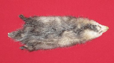 Picture of this lot Tanned Opossum Hides, Furs, Pelts, Skins
