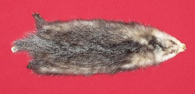 Picture of this lot Tanned Opossum Hides, Furs, Pelts, Skins