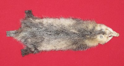 Picture of this lot Tanned Opossum Hides, Furs, Pelts, Skins