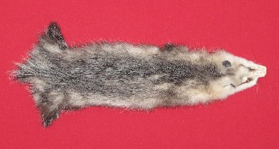 Picture of this lot Tanned Opossum Hides, Furs, Pelts, Skins