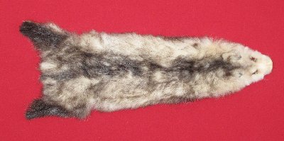 Picture of this lot Tanned Opossum Hides, Furs, Pelts, Skins