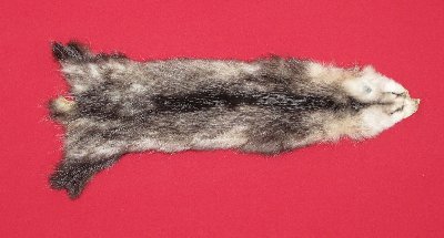 Picture of this lot Tanned Opossum Hides, Furs, Pelts, Skins