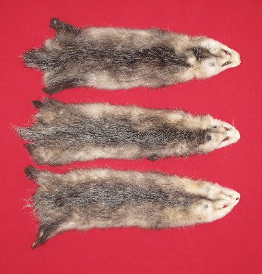 Picture of this lot Tanned Opossum Hides, Furs, Pelts, Skins