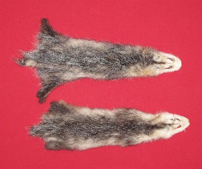 Picture of this lot Tanned Opossum Hides, Furs, Pelts, Skins