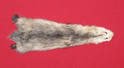 Picture of this lot Tanned Opossum Hides, Furs, Pelts, Skins