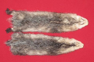 Picture of this lot Tanned Opossum Hides, Furs, Pelts, Skins
