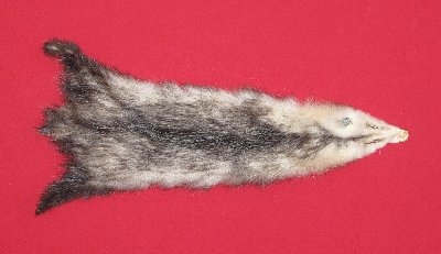 Picture of this lot Tanned Opossum Hides, Furs, Pelts, Skins