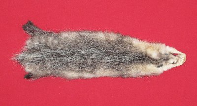 Picture of this lot Tanned Opossum Hides, Furs, Pelts, Skins