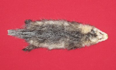 Picture of this lot Tanned Opossum Hides, Furs, Pelts, Skins